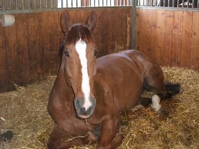 Portner-Elektro GmbH