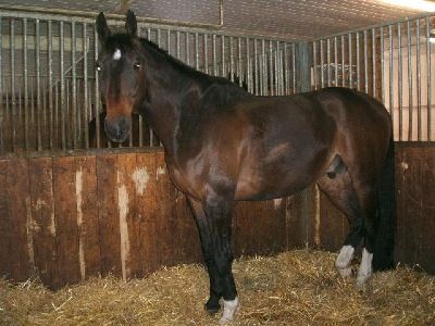 Portner-Elektro GmbH