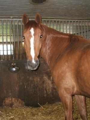 Portner-Elektro GmbH