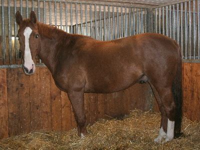 Portner-Elektro GmbH