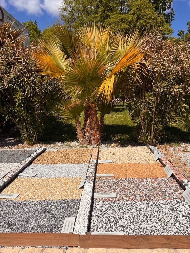 Présentation extérieure d'échantillons de gravier et de pierre de différentes couleurs, disposés en carrés, devant un palmier et un feuillage vert.