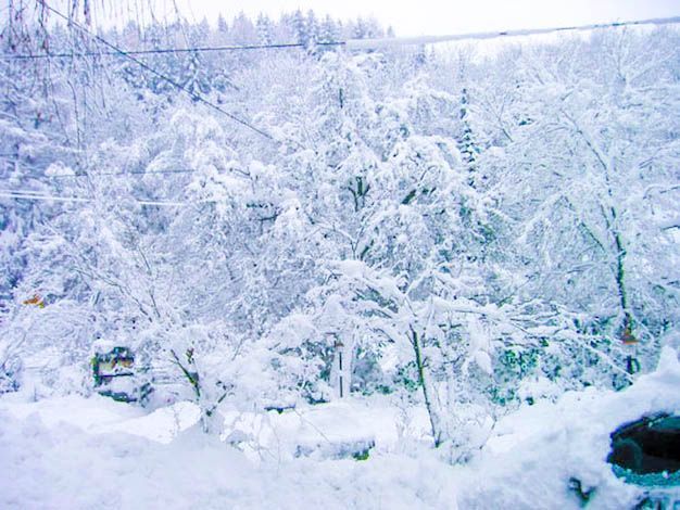 Ein verschneiter Wald mit schneebedeckten Bäumen