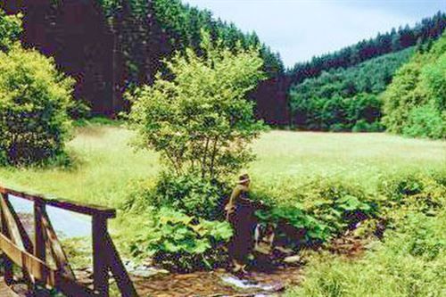 Eine Holzbrücke über einen Bach in einem Feld mit Bäumen im Hintergrund.