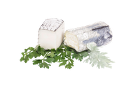 Deux morceaux de fromage de chèvre à croûte fleurie posés sur des herbes vertes, sur fond blanc.