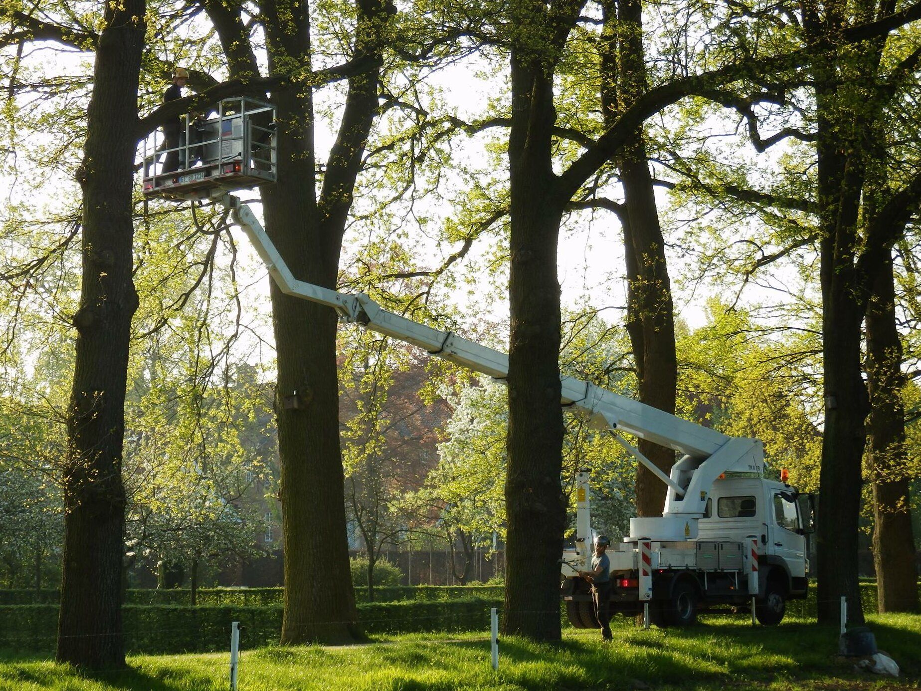 Baumdienst Grüner Bereich
