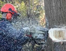 Strauch- und Formschnitt