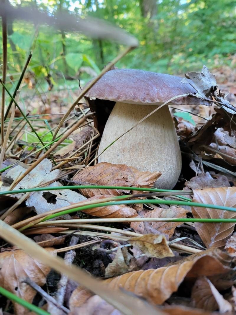 Restaurant Bahnhöfli