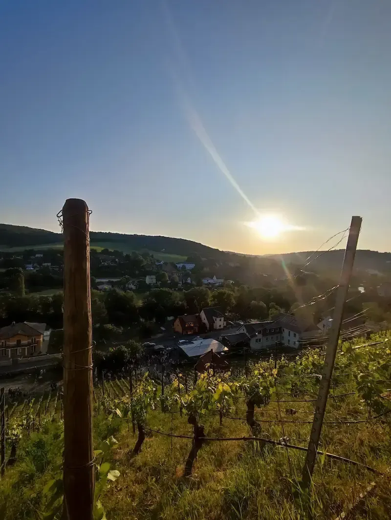 Weinberge Freyburg