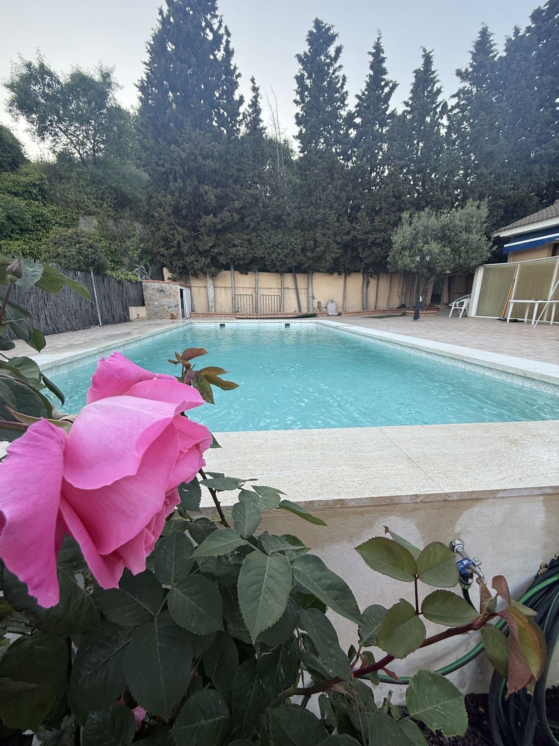 Rosa rosada en primer plano, piscina con agua azul, árboles en el fondo.