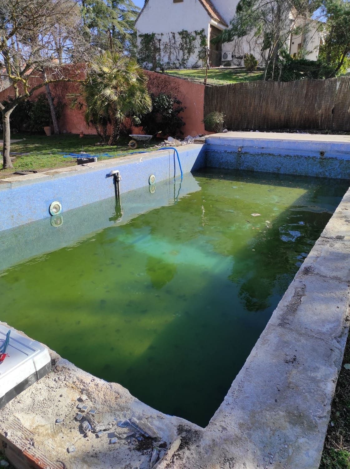 Piscina rectangular llena de algas verdes y con bordes de azulejos azules. Exterior con una casa al fondo.
