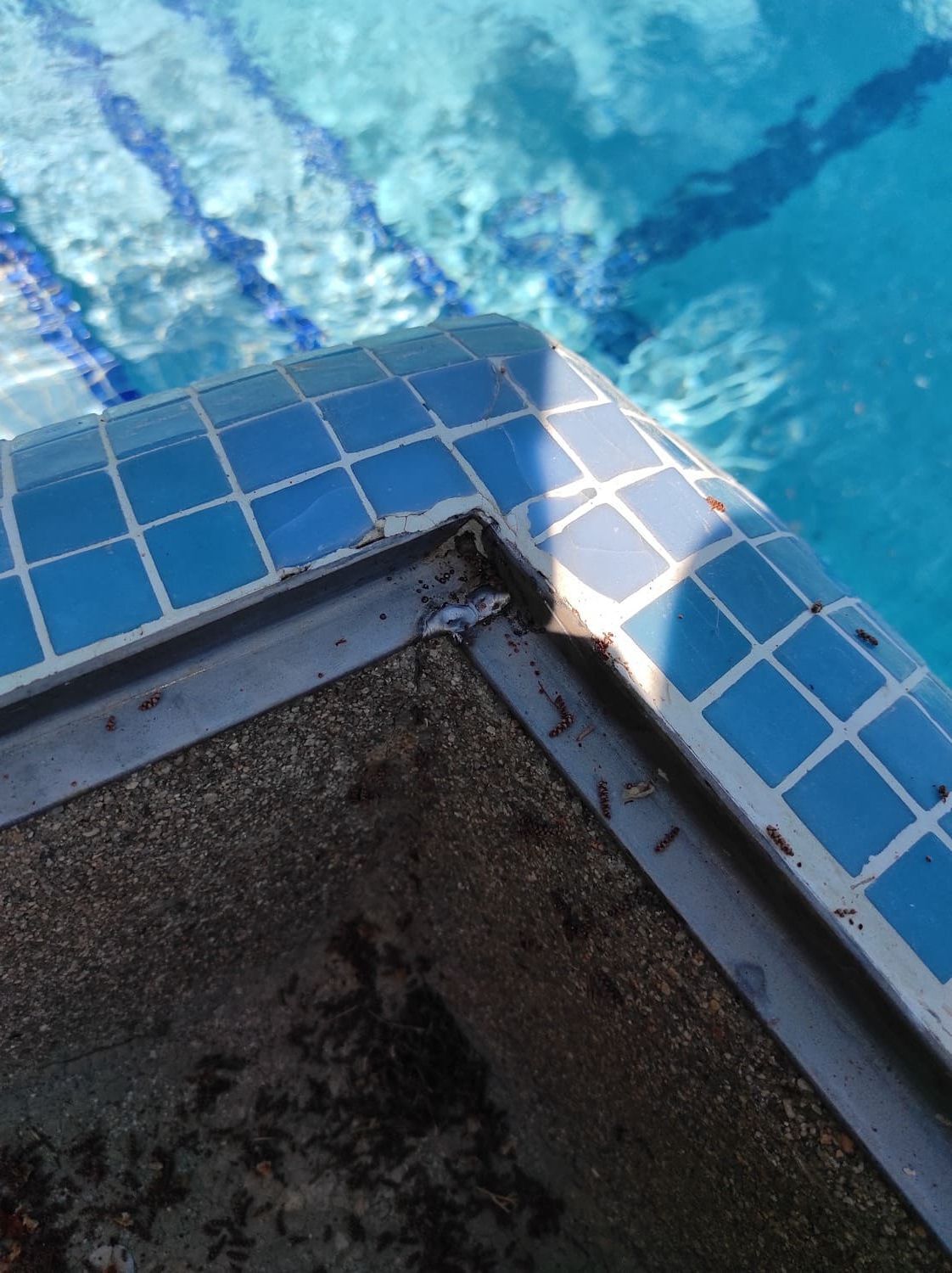 Esquina de una piscina con azulejos azules y agua. El borde es de material oscuro.