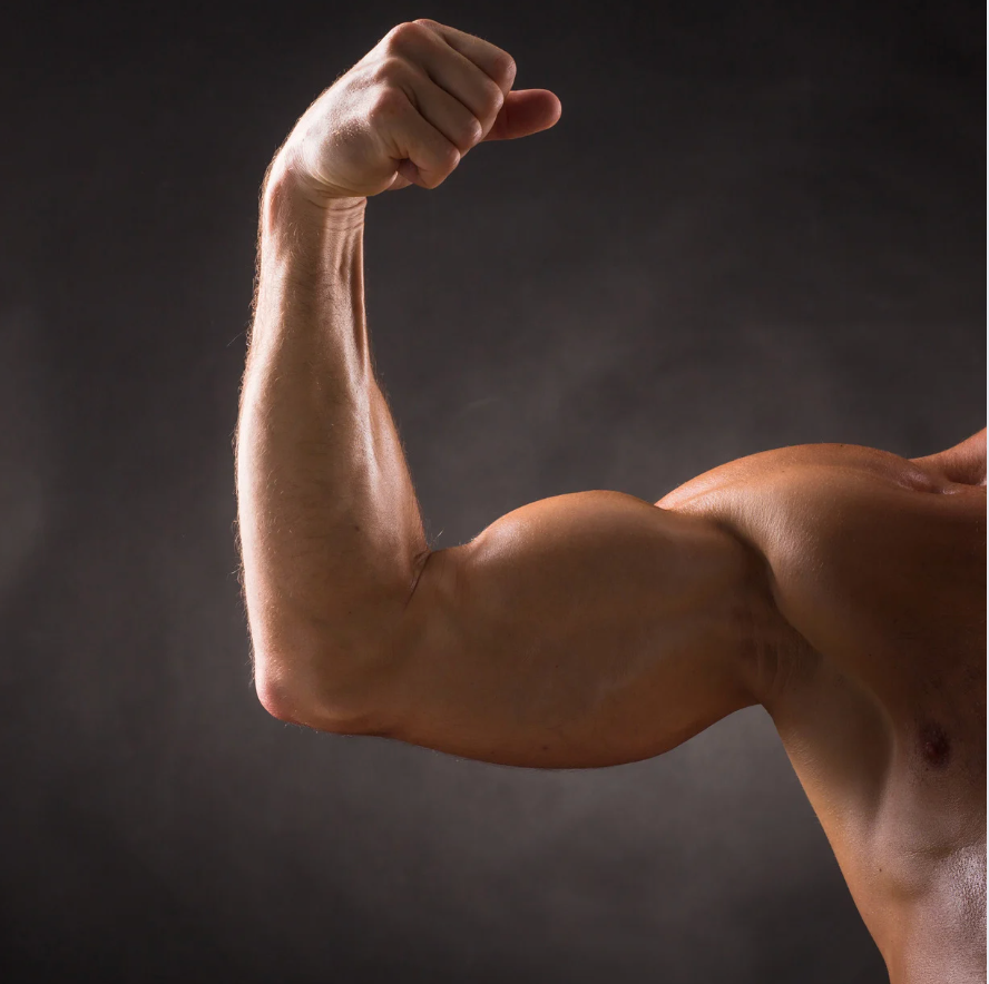 Haarausfall durch Anabolika: Wirkung von Testosteron und DHT auf Haarfollikel