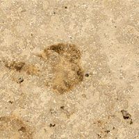 Nahaufnahme einer rauen, hellen Oberfläche mit einem dunkelbraunen Fleck in der Mitte und verstreuten dunklen Sprenkeln.