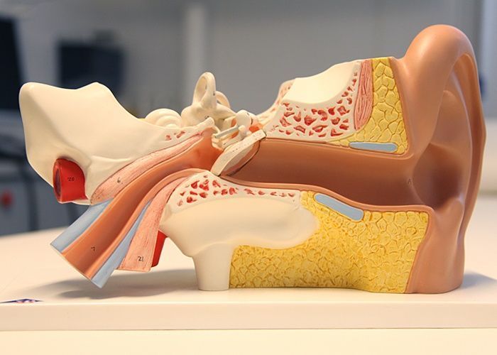 Dr Benchaou - Section