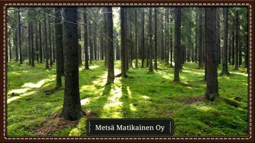 metsamatikainen