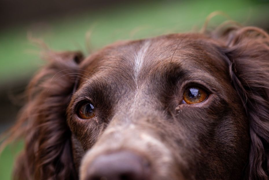 Gros plan sur le visage d'un chien brun, regardant vers le haut avec ses yeux bruns chaleureux. Une raie blanche sur le front.