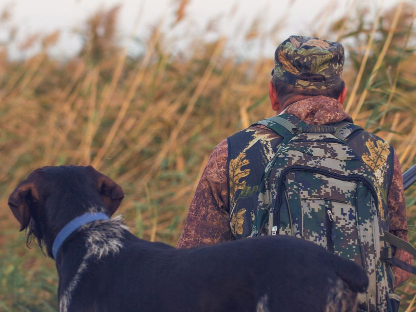 Chasseur et son chien en tenue de camouflage, observant les hautes herbes.