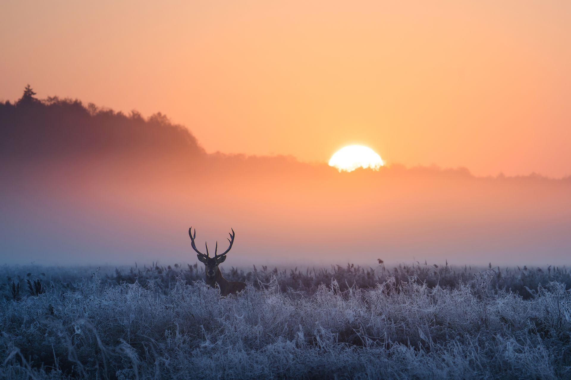 Des cerfs se découpent en silhouette sur un champ givré au lever du soleil, sous un ciel orange brumeux.
