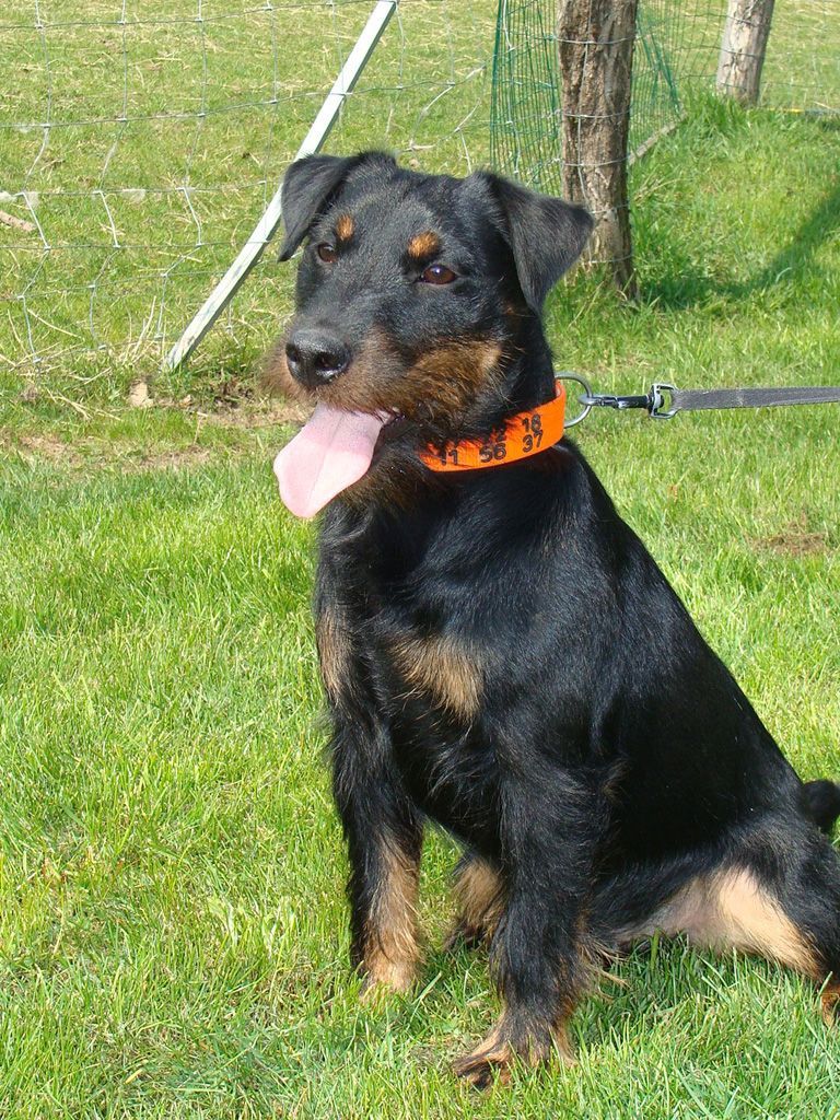 Chien noir et feu à la langue rose, portant un collier orange, assis sur l'herbe.