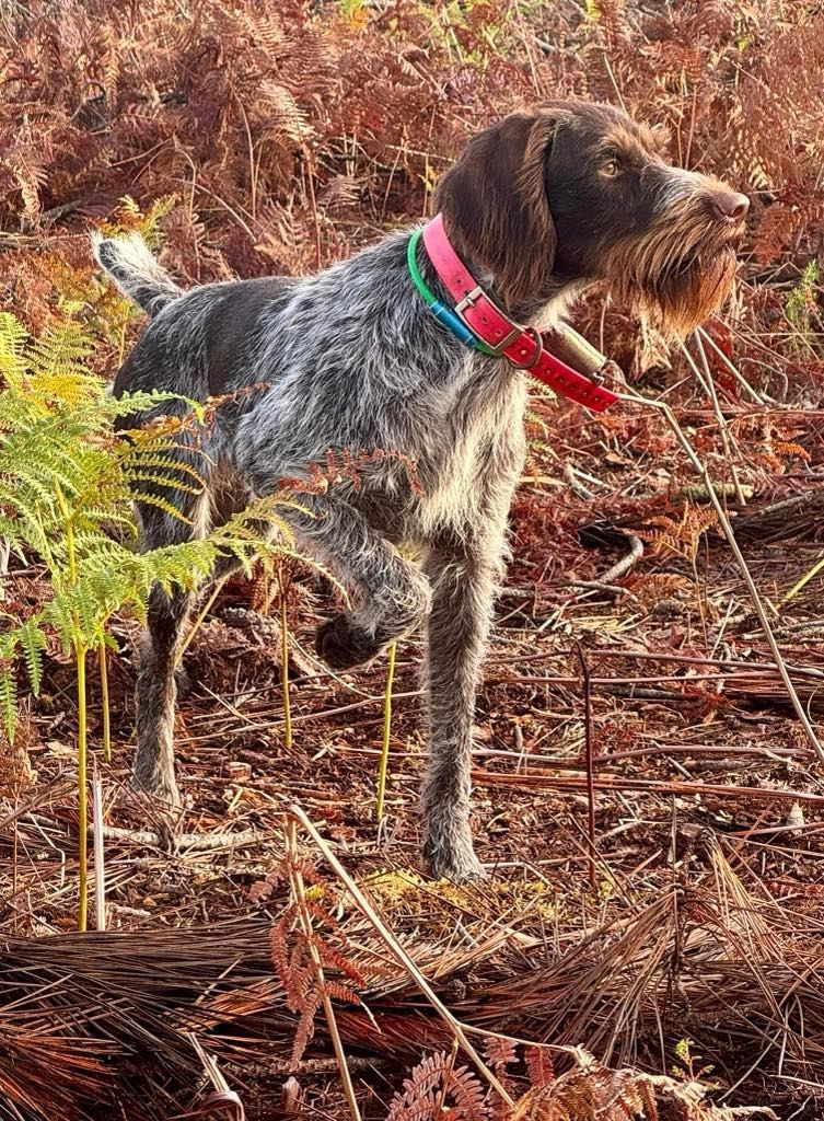 Un chien au pelage rêche et portant un collier rouge se tient debout dans un décor forestier.