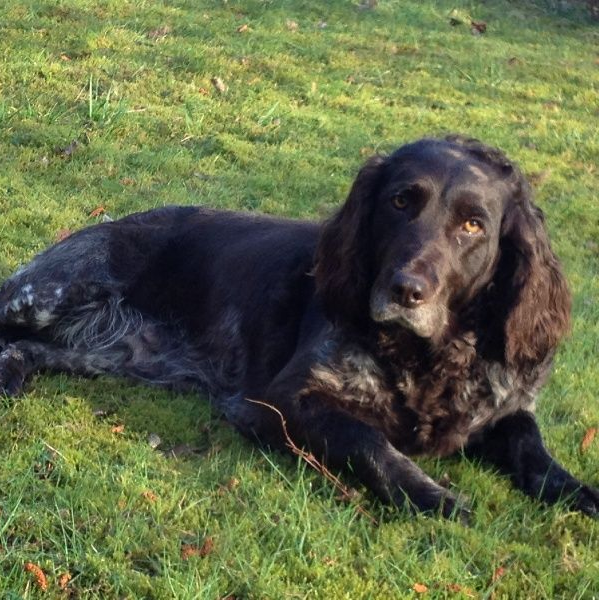 Chien au pelage brun foncé tacheté de blanc, allongé sur l'herbe verte.