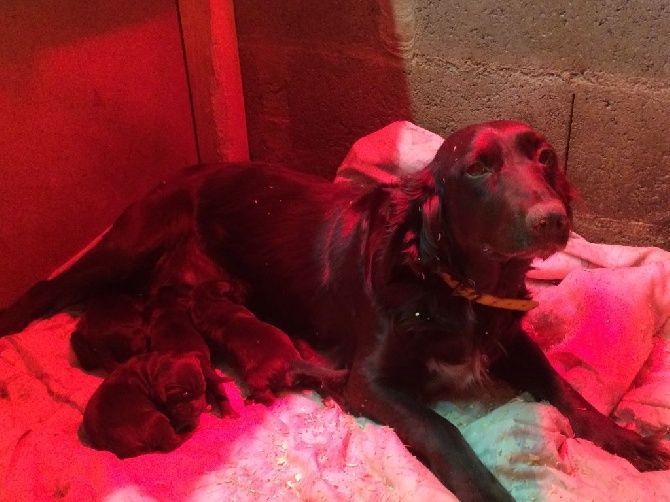 Chienne noire allaitant ses chiots, allongée sur une couverture rose sous une lumière rouge.