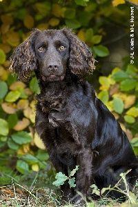 Chien de race braque allemand à poil long marron aux oreilles frisées, assis à l'extérieur près de la végétation.