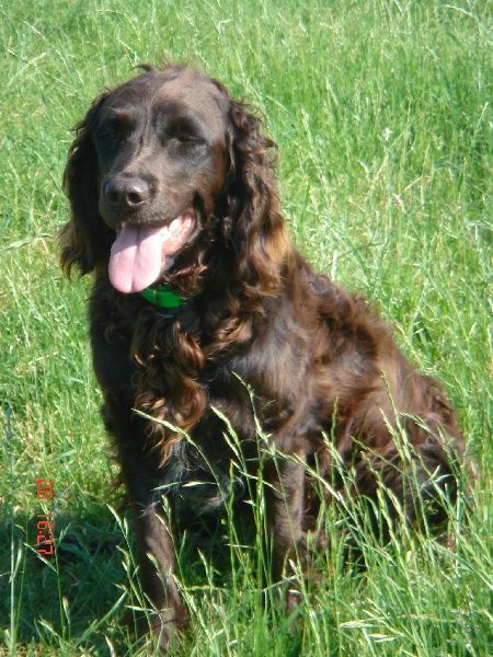 Un chien brun au pelage long et ondulé est assis dans de hautes herbes vertes, la langue pendante.