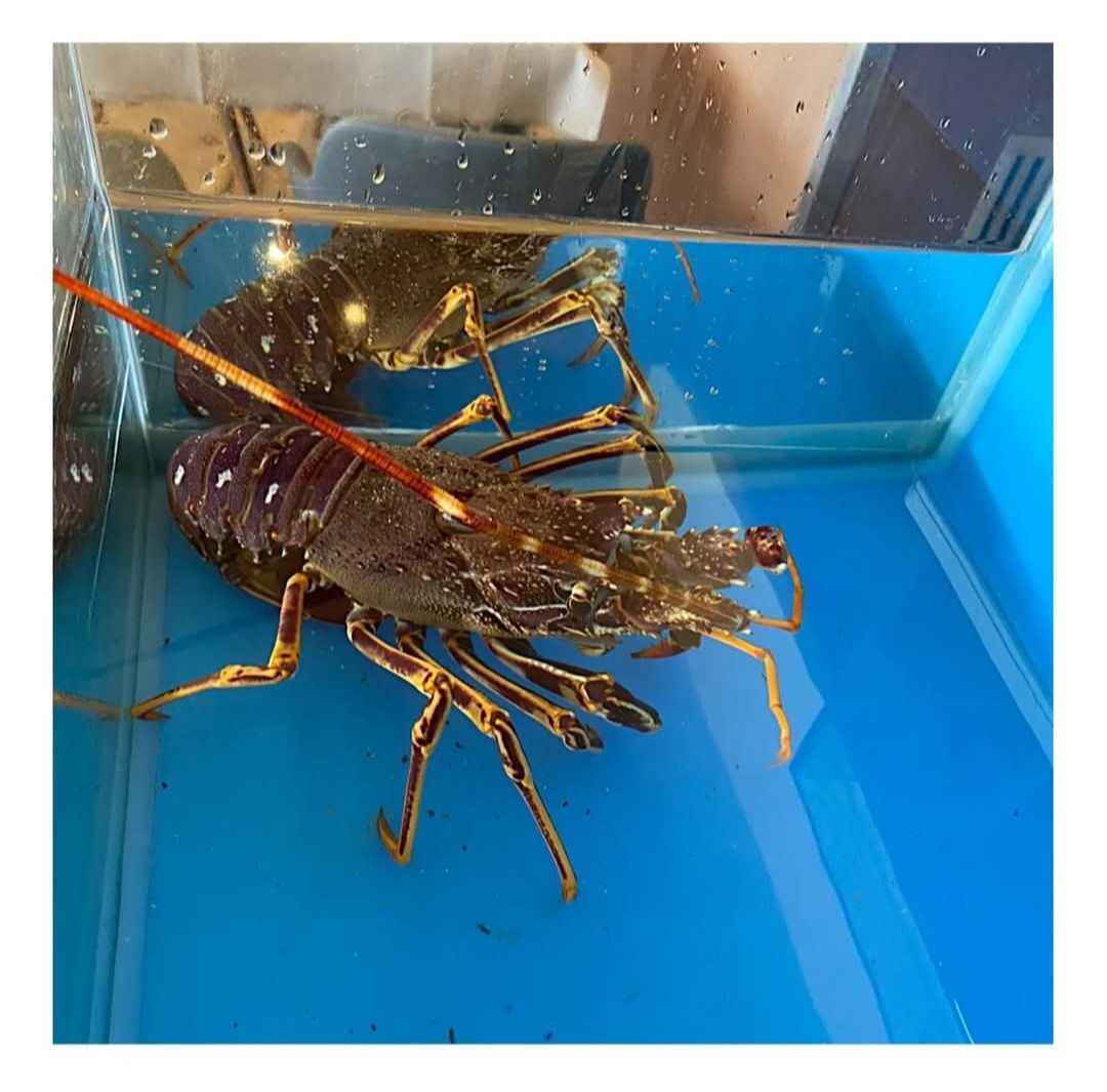 Gros homard dans un aquarium bleu, avec de longues antennes orange et des pinces épineuses.
