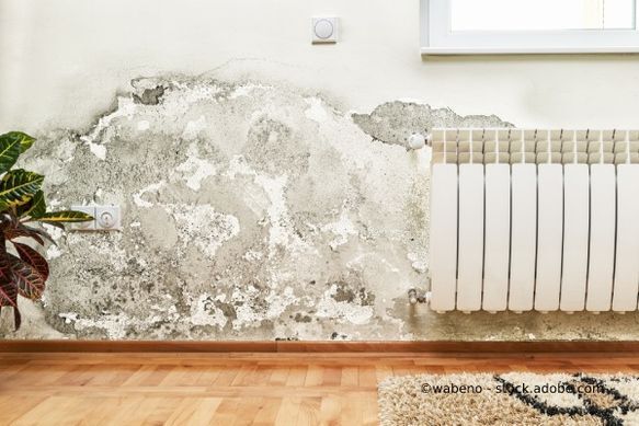 Schadendienst24 Chemnitz GmbH Schimmel an einer Wand
