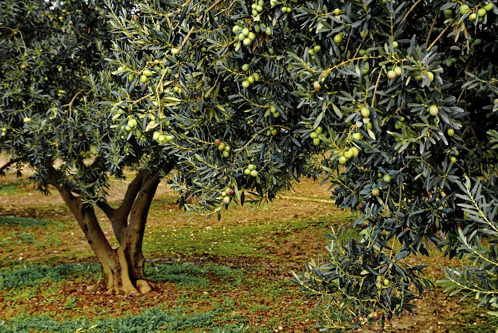 Photographe d'illustration artistique dans l'Isère Chantal Gayaud