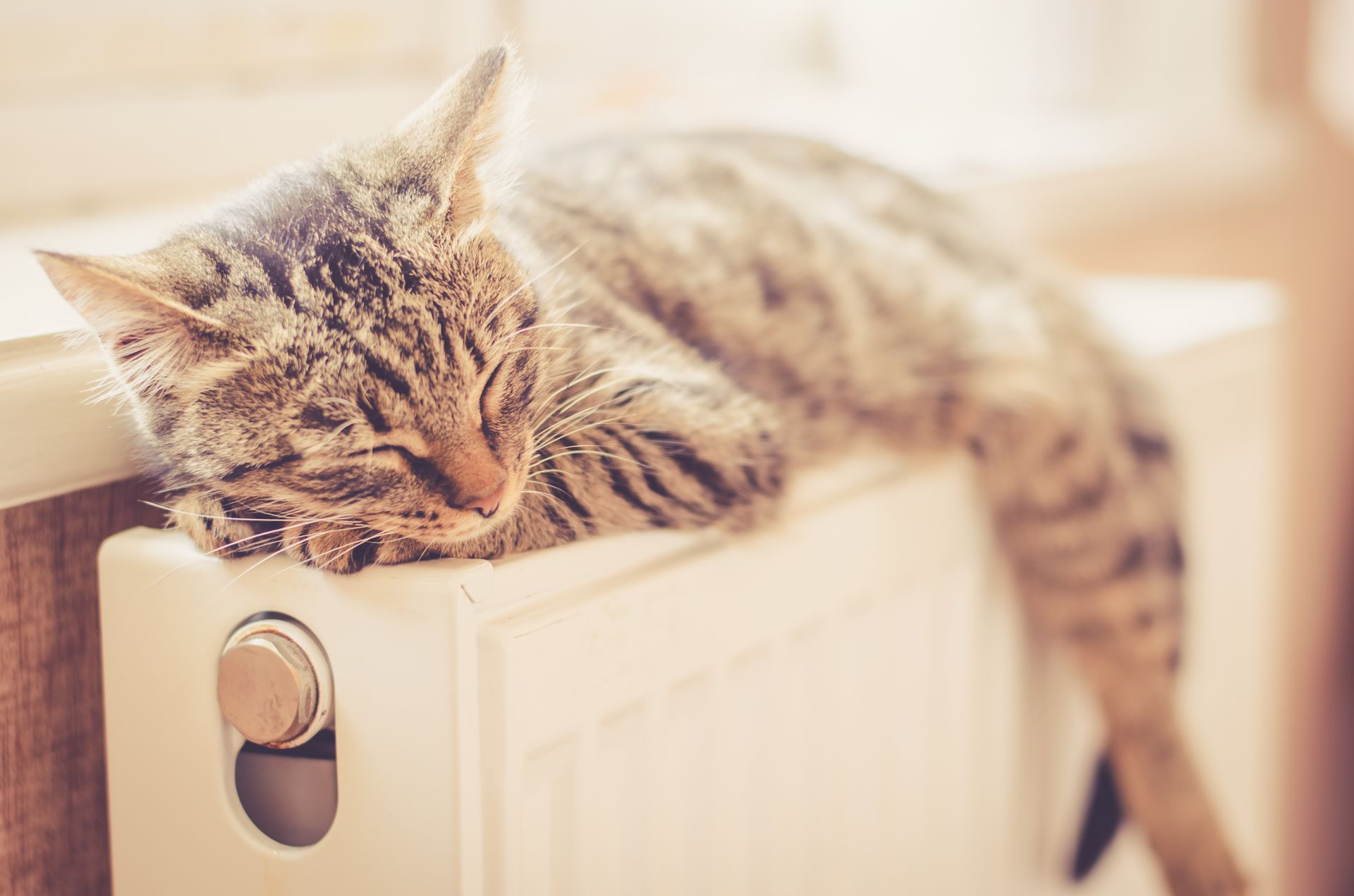 Chat sur un radiateur