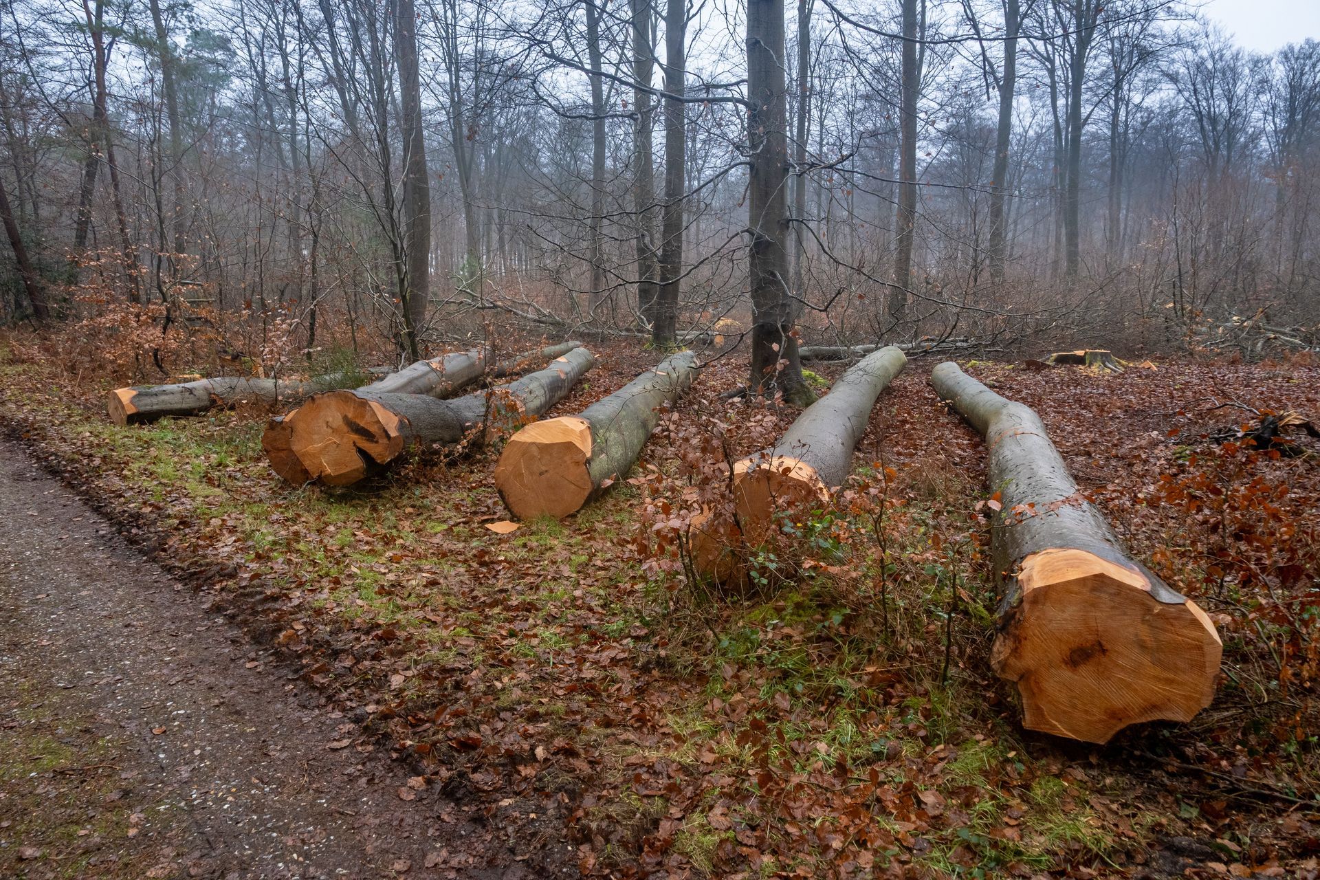 Camion transportant une cargaison de grumes fraîchement coupées sur une autoroute, arbres en arrière-plan, journée ensoleillée.