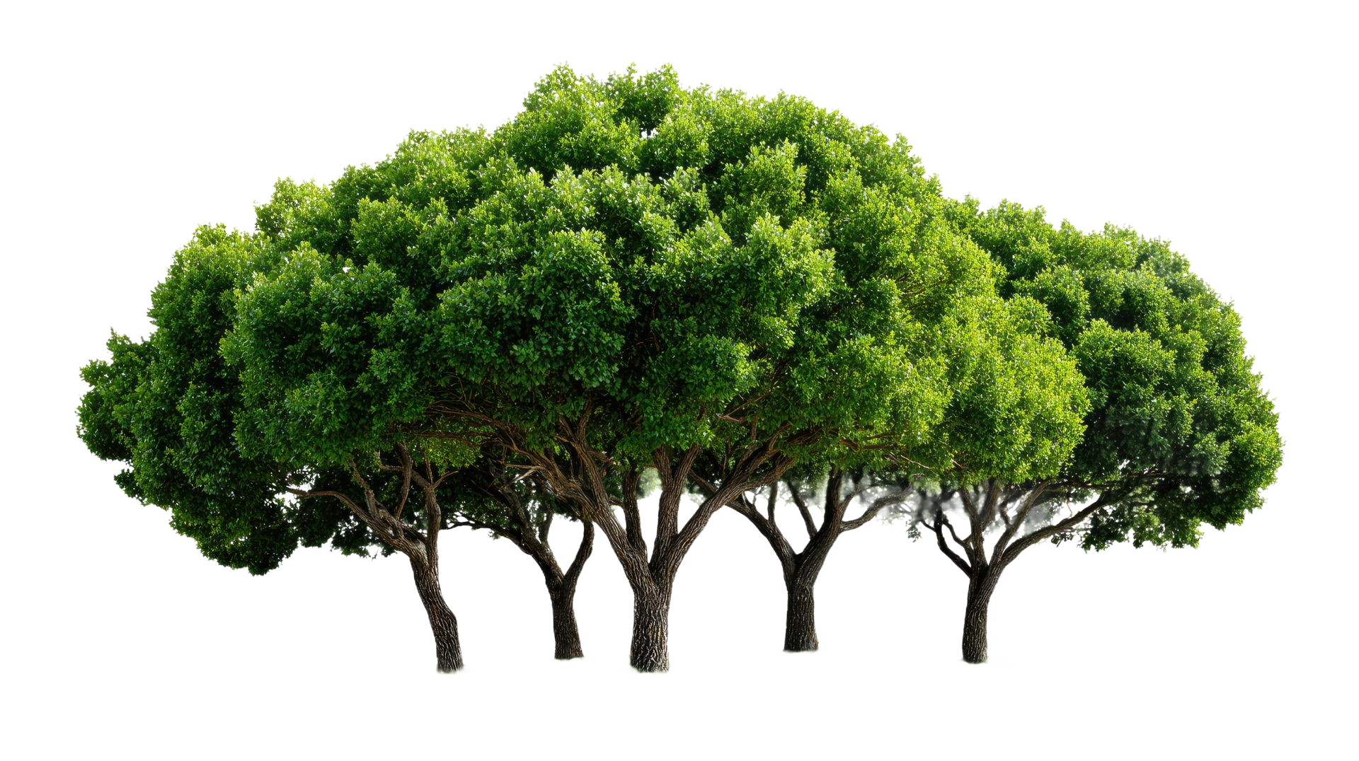 Groupe d'arbres à feuillage vert et à troncs bruns.