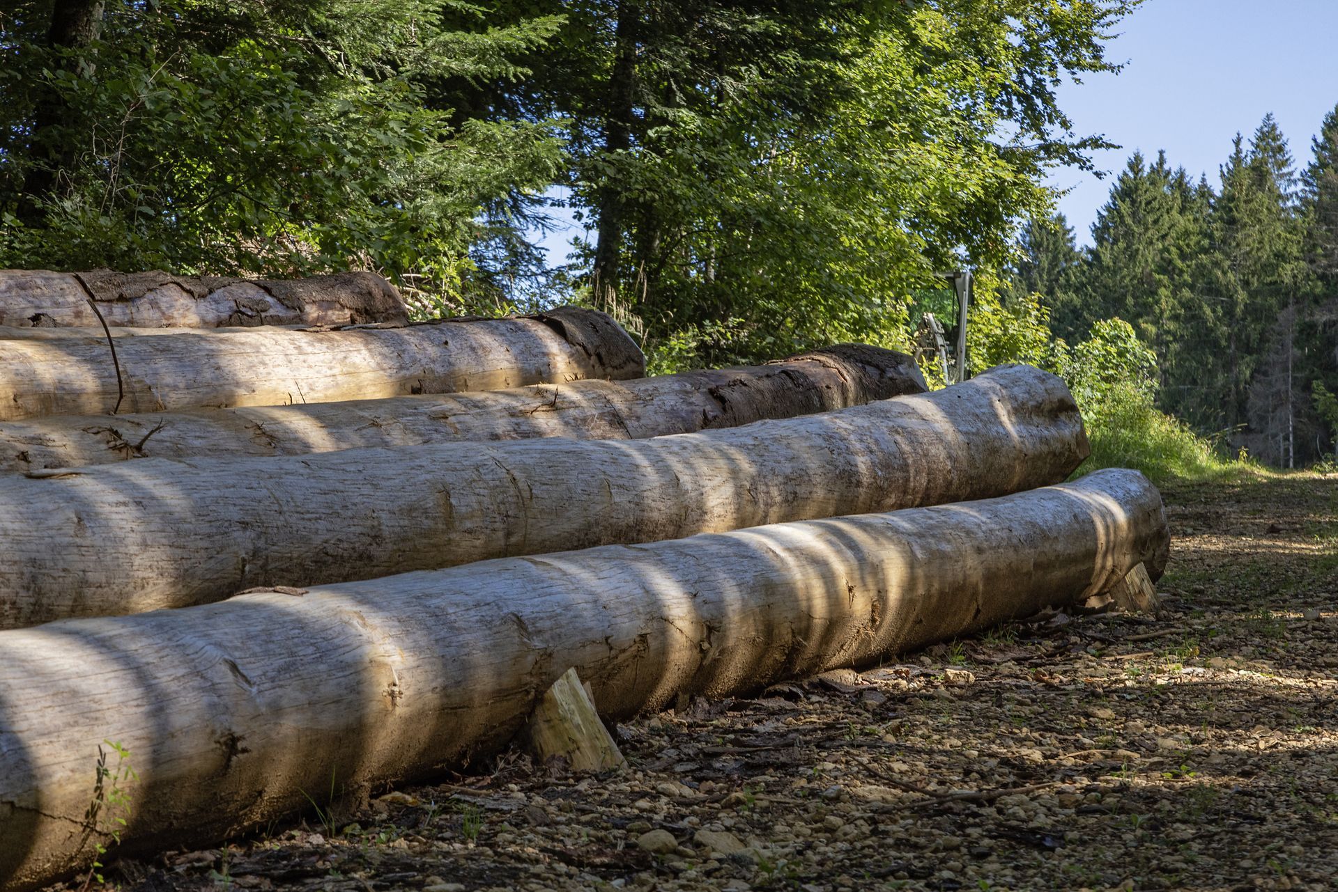 Rangée d'arbres feuillus dans un verger, sol brun, ciel couvert.