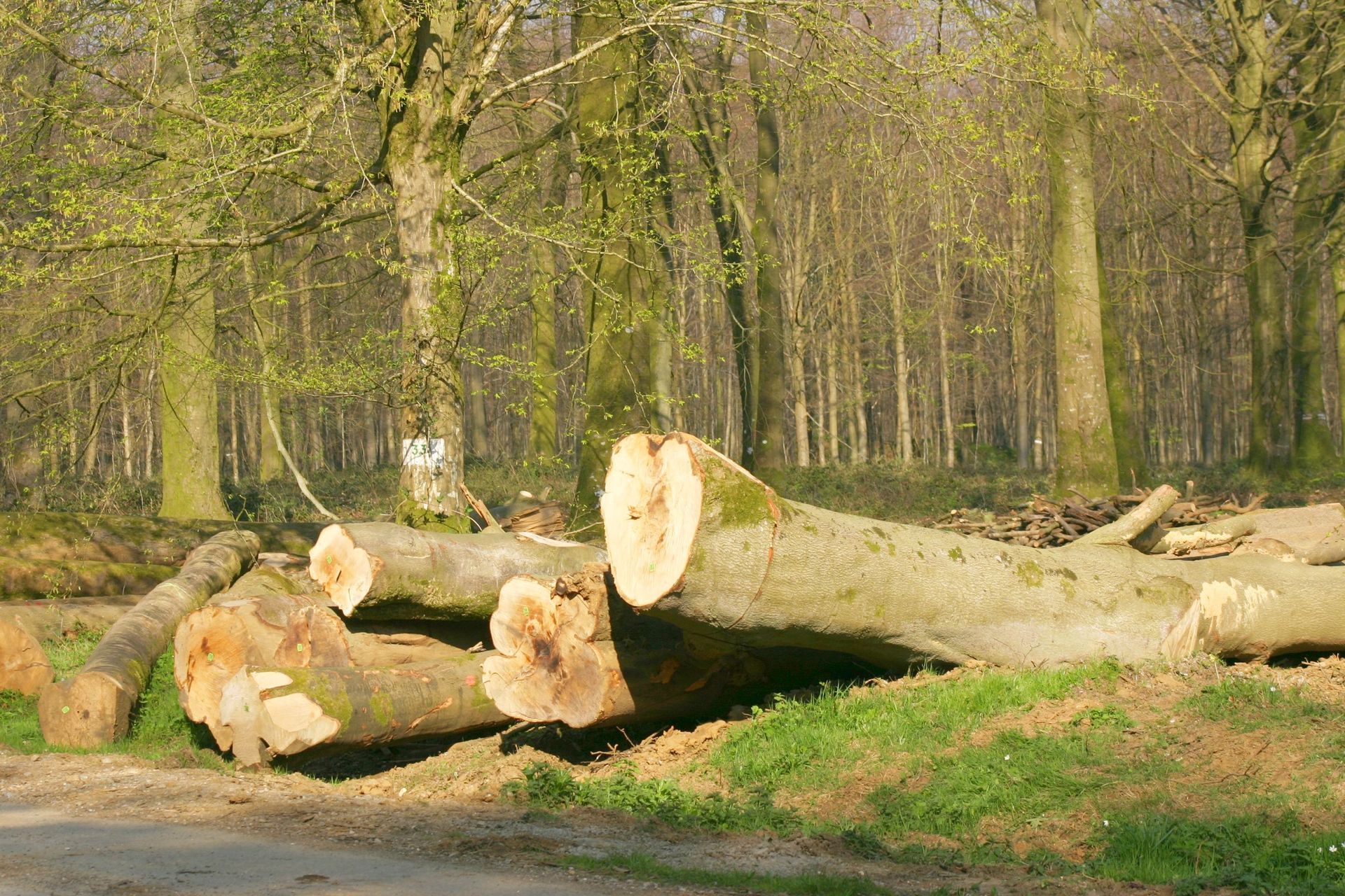 Des piles de troncs coupés sur un talus herbeux, sous des arbres et un ciel bleu parsemé de nuages.