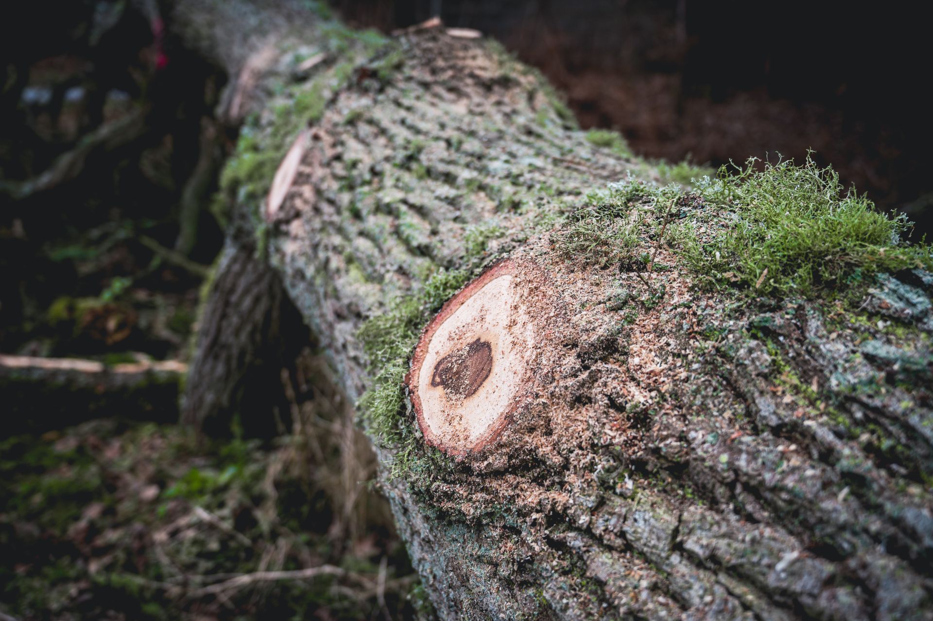 Un camion grumier est chargé de grumes à l'aide d'une grue en forêt.