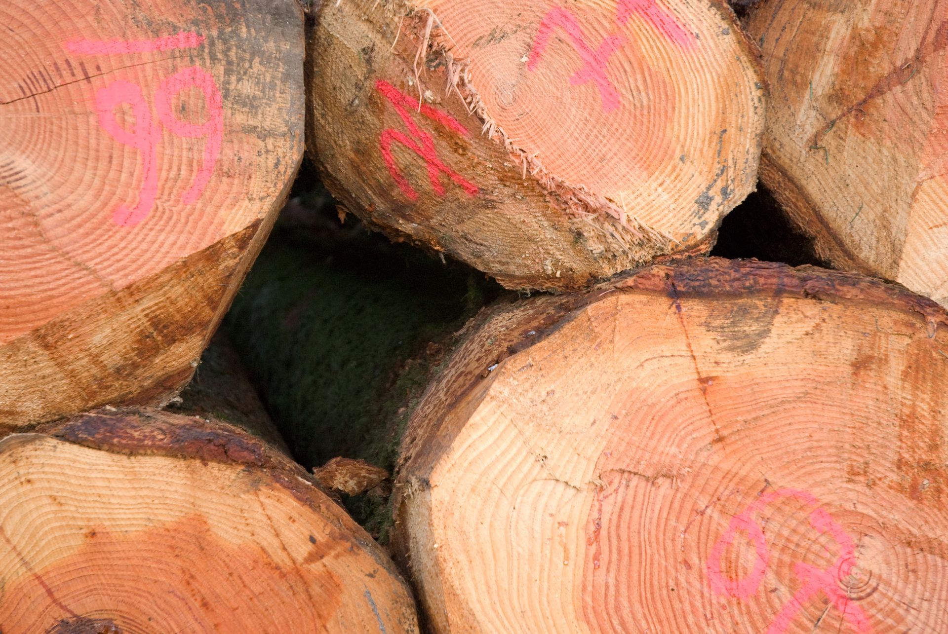 Des rangées d'arbres verts aux branches feuillues sous un ciel bleu partiellement nuageux.