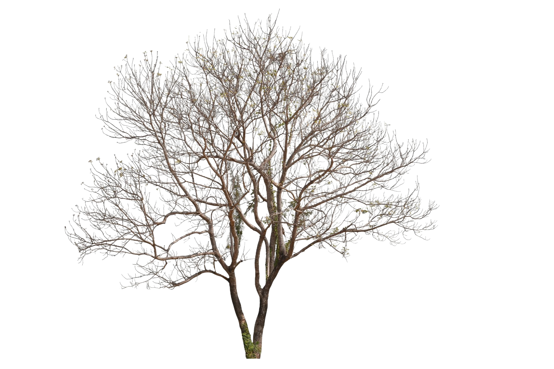 Arbre nu sur fond blanc ; les branches s'étendent vers l'extérieur.