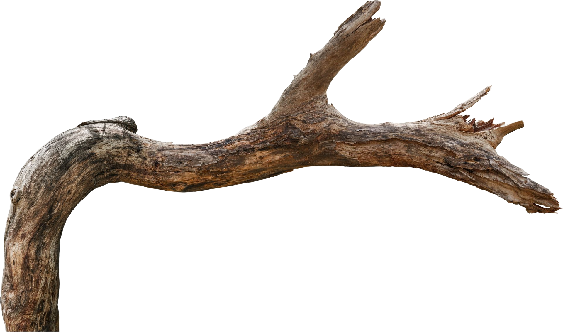 Branche d'arbre séchée et noueuse, brune à la texture altérée, courbée et portant de petites ramifications.