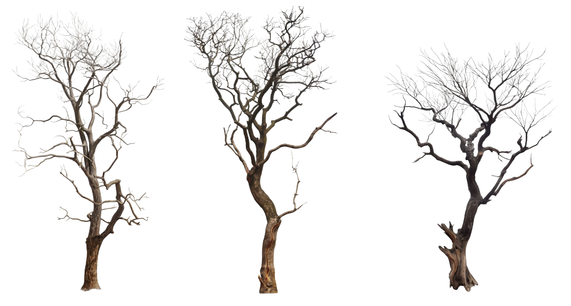Trois arbres dénudés aux branches tordues se détachant sur un fond blanc.