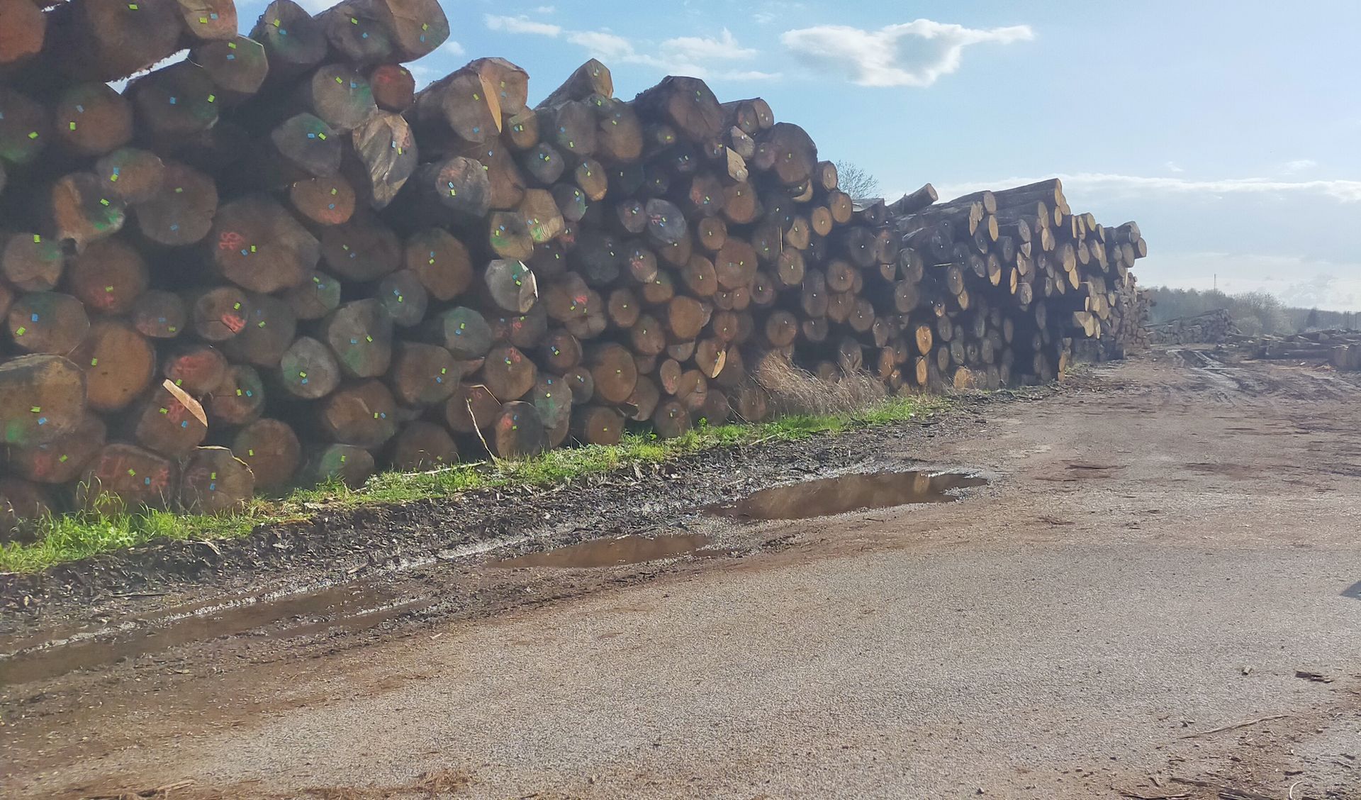 Un tas de bûches au bord d'un chemin de gravier boueux, sous un ciel bleu.