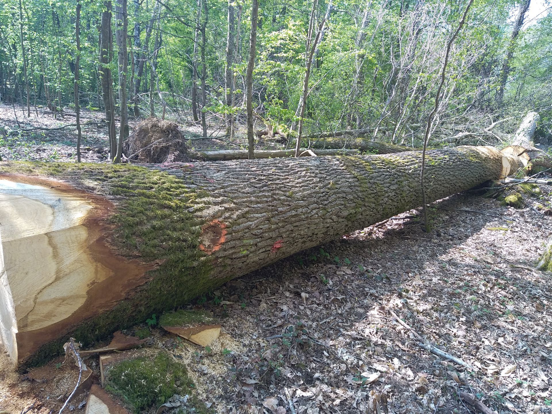 Pile de troncs coupés dans une forêt, montrant les cernes et l'écorce, avec des arbres en arrière-plan.