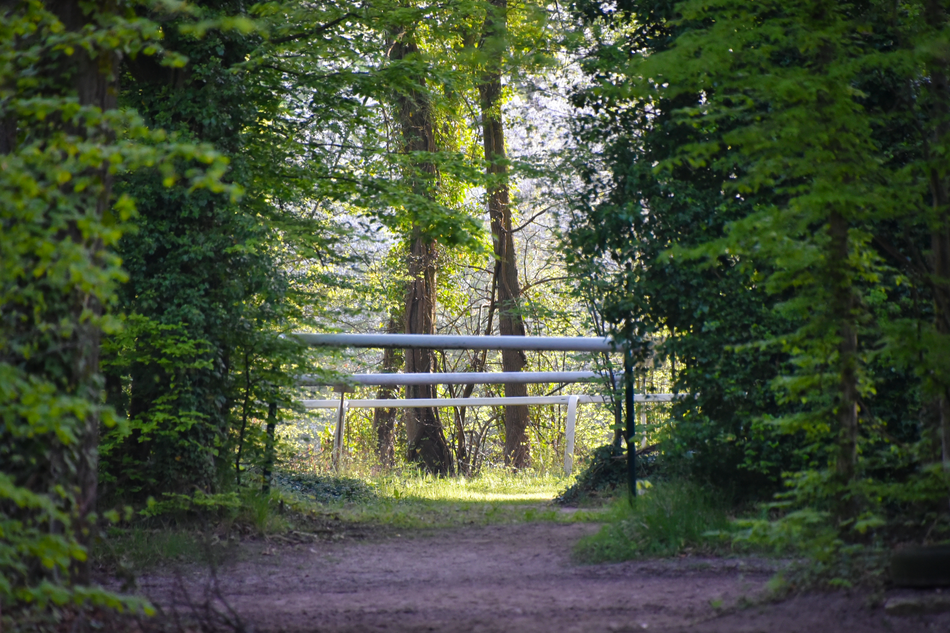 Des barres pour sauter