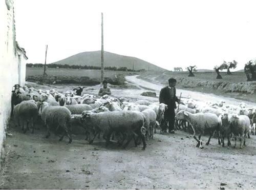 Fotografía en blanco y negro de un pastor guiando un rebaño de ovejas p