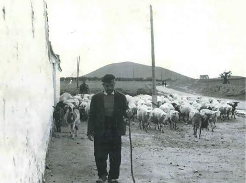 Un pastor con bastón guía un rebaño de ovejas por un sendero rural junto a un edificio blanco hacia una colina lejana.