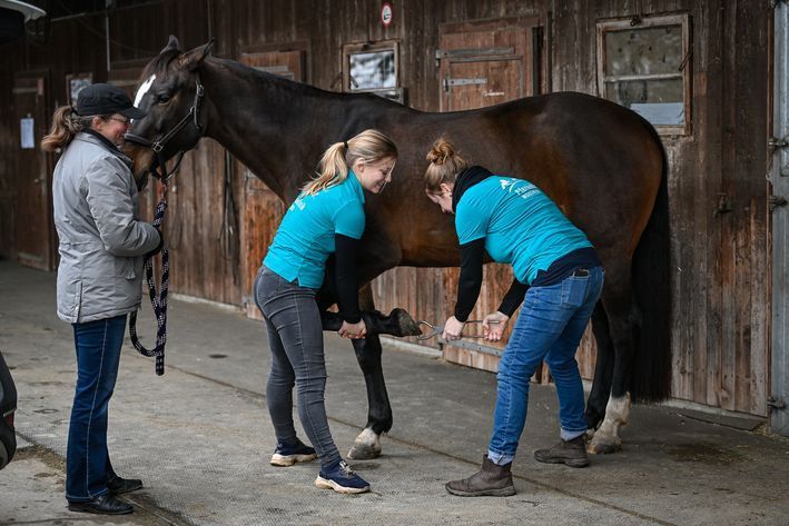 Entfernung von Pferdehufen