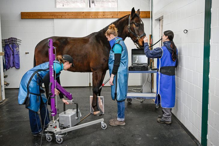 Gesundheit vom Pferd wird inspiziert
