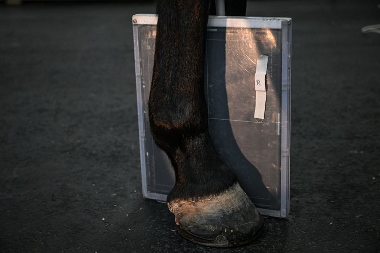 Abmessung einer Pferdehufe