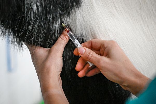 Pferd erhält eine Spritze